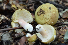 Russula olivacea