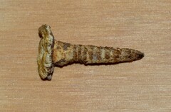Tolypocladium inflatum