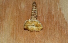 Tolypocladium inflatum