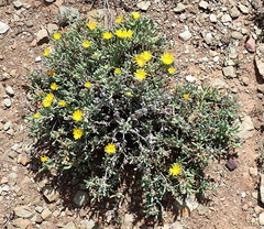 Malephora lutea