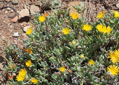 Malephora lutea