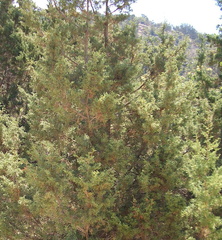 Juniperus turbinata