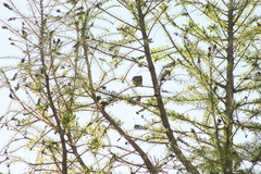 Cyclarhis gujanensis