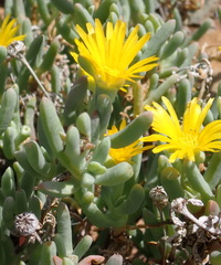 Malephora lutea