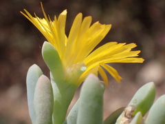 Malephora lutea