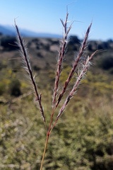 Bothriochloa ischaemum