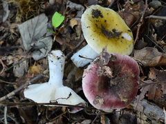 Russula atropurpurea