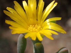 Malephora lutea
