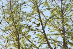 Cyclarhis gujanensis