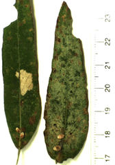 Eriococcus coriaceus