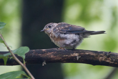 Sialia sialis