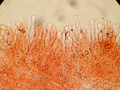 Simocybe sumptuosa