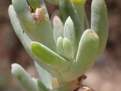 Malephora lutea
