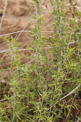 Cliffortia