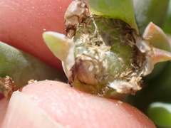 Malephora lutea