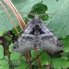 Lepidoptera