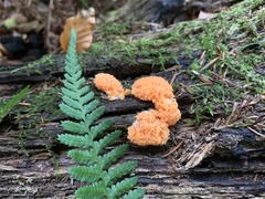 Tubifera