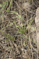 Microchloa