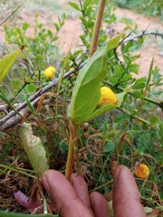 Calceolaria glandulosa