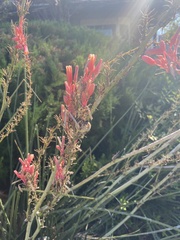 Hesperaloe