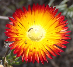 Drosanthemum bicolor