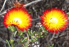 Drosanthemum bicolor