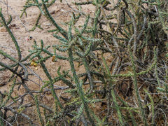 Cylindropuntia waltoniorum
