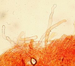 Simocybe sumptuosa