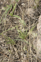 Microchloa