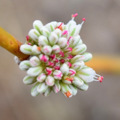 Eriogonum nudum