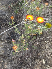 Drosanthemum bicolor