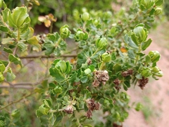 Baccharis vernalis