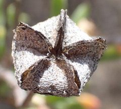 Drosanthemum bicolor