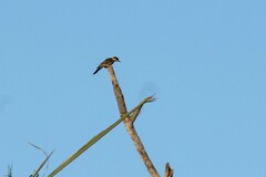 Colaptes campestris campestris