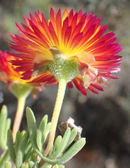 Drosanthemum bicolor