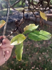 Betula pumila