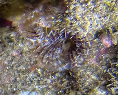 Spirobranchus triqueter