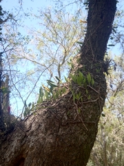 Microgramma mortoniana