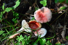 Russula luteotacta