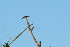 Colaptes campestris campestris