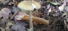 Amanita rhacopus