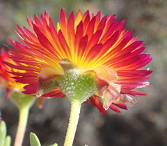 Drosanthemum bicolor