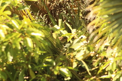 Cranioleuca pyrrhophia