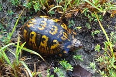 Terrapene carolina
