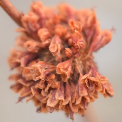 Eriogonum nudum
