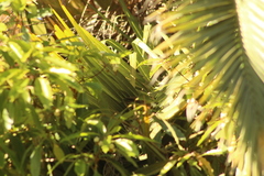 Cranioleuca pyrrhophia