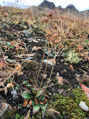 Micranthes occidentalis