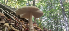 Amanita rhacopus