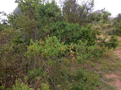Baccharis vernalis