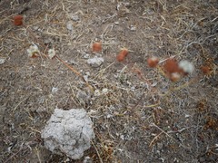 Eriogonum nudum